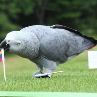 电报频道的标志 yoyowai — 未來群組⚽️