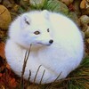 Логотип телеграм канала @yronili — Уронили иронию
