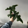 Логотип телеграм канала @yuliasplants — Yulia’s plants