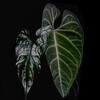 Логотип телеграм канала @yutaplants — YUTA•PLANTS