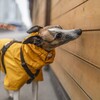 Логотип телеграм канала @zaborzoi_nosework — Ноузворк: дневник уиппета