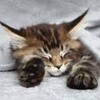Логотип телеграм канала @zabota_shagi — Забота о себе. Маленькие шаги. Как справиться со стрессом с помощью саморегуляции