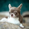 Логотип телеграм канала @zaelala — ZAE_LALA и компания 🐾