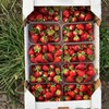 Логотип телеграм канала @zakaz_klubniki_krd — ЛПХ Трушев | ягода🍓