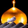 Logo saluran telegram zamenn8 — یاضامن آهو 🕊