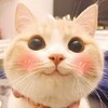 Логотип телеграм канала @zamurcatelno — Замурчательно 😼