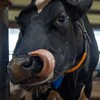 Логотип телеграм канала @zaokalininskoe — ЗАО "Калининское"🐮