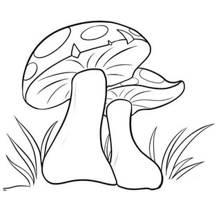 Логотип телеграм канала @zapaslesnikakanal — ЗАПАС ЛЕСНИКА | Целебные грибы