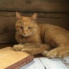 Логотип телеграм канала @zapiskikotodoma — Записки из котодома