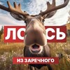 Логотип телеграм канала @zarlos58 — Лось из Заречного