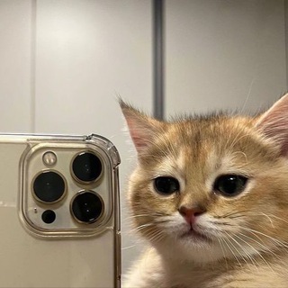 Логотип телеграм канала @zdslive — zds