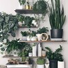 Логотип телеграм канала @zeleniy_ugolok15 — Зелёный Уголок 🌿 Комнатные растения 🪴
