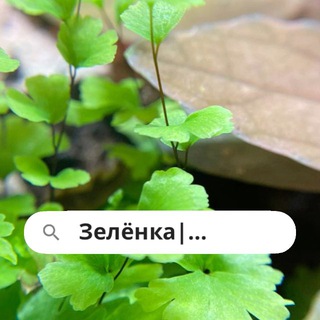 Telegram channel Зелёнка | Комнатные растения logo