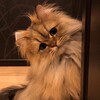 Логотип телеграм канала @zelenoglazayali — Уютный мир 🪐