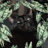 Логотип телеграм канала @zelenyypriton — Зелёный притон