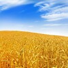 Логотип телеграм канала @zemnoeinebecnoe — Земное и Небесное🕊🌾🍞☁️🔑🧭⚓️
