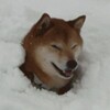 Логотип телеграм канала @zernovyt — Зерновые поля