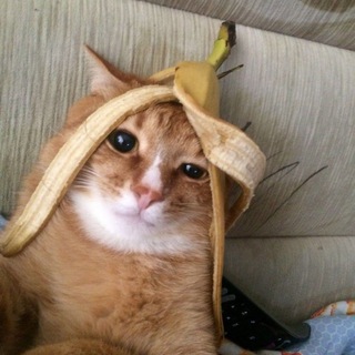 Лагатып тэлеграм-канала zevabumaga — Записки на клочке туалетной бумаги