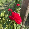 Логотип телеграм канала @zeybelvineyard — Усадьба Зейбель