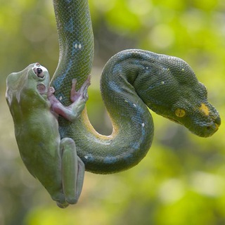 Логотип телеграм канала @zhaba_gadyuka — Между Жабой и Гадюкой