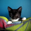 Логотип телеграм канала @zhenuarias_catsbase — Котобаза тётушки Женуарии 🐈