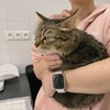 Логотип телеграм канала @zhirikhovacats — Кошки понемножку. Ира Жирихова