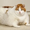 Логотип телеграм канала @zhirn_coty — Жирные коты