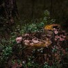 Логотип телеграм канала @zhivinles — Живин лес 🌳