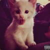 Логотип телеграм канала @zhunchkk — убежище ежевички🙉