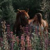 Логотип телеграм канала @zirbinetta_airlines — 𝐬𝐭𝐫𝐚𝐰𝐛𝐞𝐫𝐫𝐲.𝐞𝐪𝐮!🍓