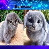Логотип телеграм канала @zito1337 — леха сверло хвх настоящий