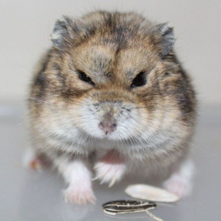 Логотип телеграм канала @zloy_h0myak — Злой Хомяк