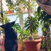 Логотип телеграм канала @zombies_vs_plantss — zombies vs plants