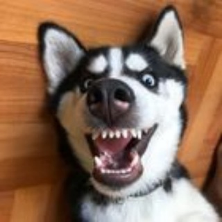 Логотип телеграм канала @zoo_hub — ВИДЕО ПРИКОЛЫ С ЖИВОТНЫМИ
