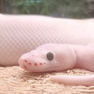 Логотип телеграм канала @zooathome — Zoo at home