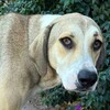 Логотип телеграм канала @zooheip — 🐾 ZOO HELP | Помощь животным