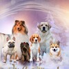 Логотип телеграм канала @zooprodam — Продажа щенки/котята по всему миру