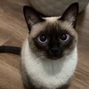 Логотип телеграм канала @zooptz_00 — добрые руки ПТЗ