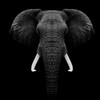Логотип телеграм канала @zoosworld — ZOOS | зоопарки, заповедники, национальные парки