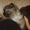 Логотип телеграм канала @zoryushkino — зóрюшка