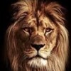 Логотип телеграм канала @zov_prir — Зов Природы 🦁