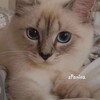 Логотип телеграм канала @zpanikaa — zPanika
