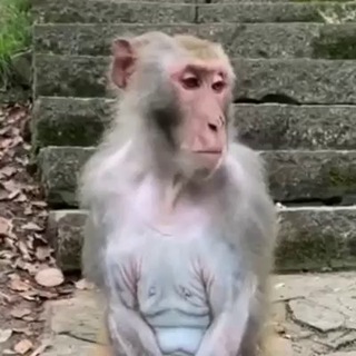 Логотип телеграм -каналу zroz_monkey — ГІФ-МАВПИ