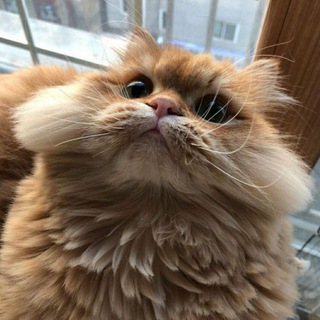 Логотип телеграм канала @zulia8253rabbit — PHOTO from rabbit