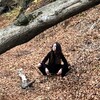 Логотип телеграм канала @zverevas_station — Сашкина Пиратская Станция