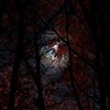Логотип телеграм канала @zvezdopadzerseida — звездопад персеиды🌌