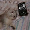 Логотип телеграм канала @zxcdiana228 — диша обойкина
