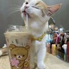 Логотип телеграм канала @zxckanek1 — z!kАn3k1