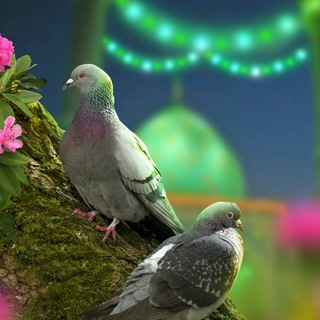 टेलीग्राम चैनल का लोगो zz_202 — 💕عٌـٍـًشُـًـأّقُ أّبًأّ أّلٍَـٍـُحًـسِــنِ عٌـٍـًــلٍَـًُــيِّ💖