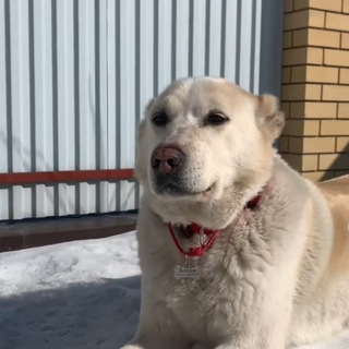 Логотип телеграм канала @zzzzgvhnnuitrtff — Чат Боски🐶